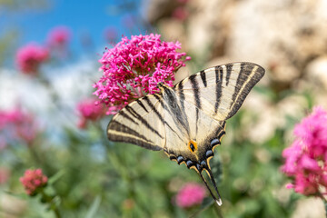 Scarce Swallowtail (Iphiclides podalirius) foraging for nectar on a flower in a garden.