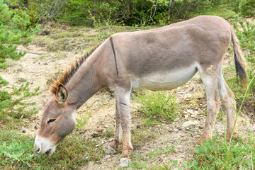 Naklejka na ściany i meble Domestic gray donkey (Equus asinus) in mountain pasture.