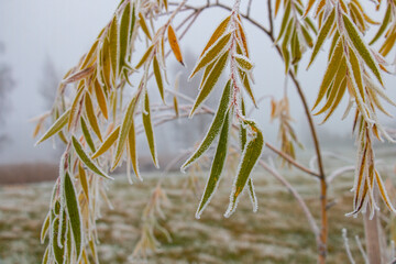 Willow branch covered with white frost, autumn-winter, first frosts