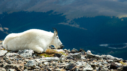 A mountain goat laying down at the summit of Quandary Peak