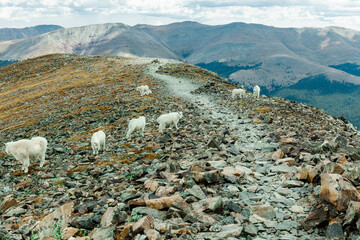 Goats on the top of a mountain (Quandary Peak, CO)