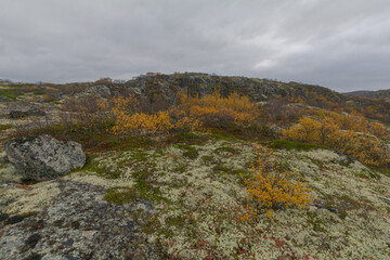Tundra with hills and trees with yellow leaves.