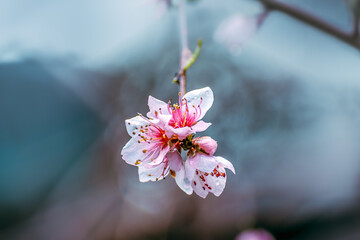 Flor de cerezo rosada colgando con cielo nublado en invierno con fondo de ramas desenfocado con...
