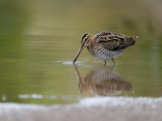 Common snipe, Gallinago gallinago