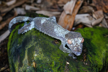 Satanic giant leaf-tailed gecko - Uroplatus fimbriatus - resting on moss covered rock, closeup...