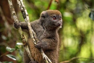 Eastern lesser Bamboo lemur - Hapalemur griseus - holding to a thin tree, closeup detail to furry face looking to side