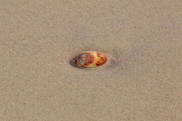 sea shell on sand of beach