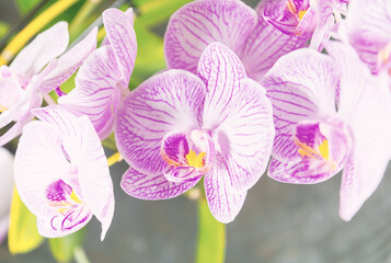 Orchideen Orchideenblüten Blüten im Licht