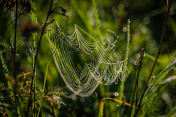 Color morning wet cobweb in green grass with sunrise sun