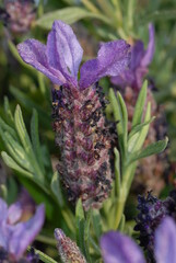 Lavanda selvatica, lavandula stoechas