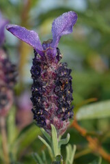 Lavanda selvatica, lavandula stoechas