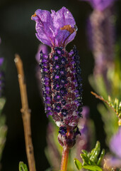 Lavanda selvatica, lavandula stoechas