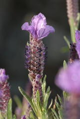 Lavanda selvatica, lavandula stoechas
