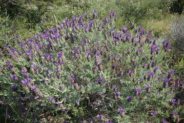 Lavanda selvatica, lavandula stoechas