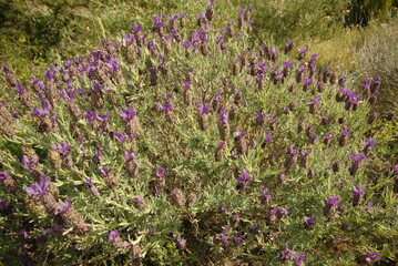Lavanda selvatica, lavandula stoechas