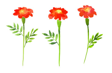 Marigold.Abstract flowers.Hand drawn Illustration in watercolor isolated on a white background.