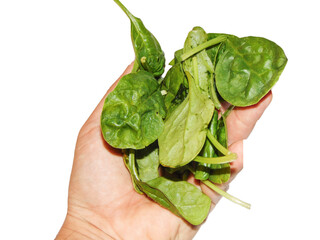 green spinach leaves in hand