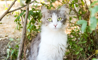Homeless street fluffy white-gray cat   
