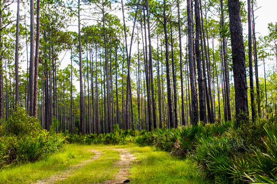 Rugged path passing through remote longleaf pine habitat with saw palmetto regrowth