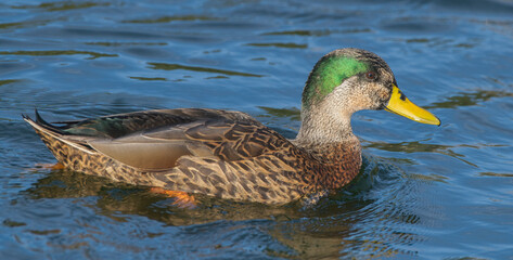 Mallard x Mottled Duck hybrid