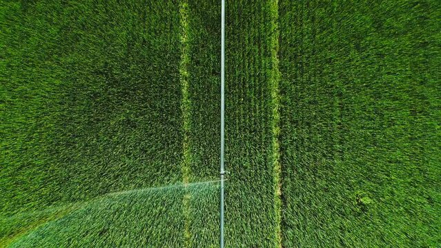 Drone footage of agricultural landscape during crop watering. Growing harvest within big industrial farmland with cultivation process facilities as seen from above. High quality 4k footage