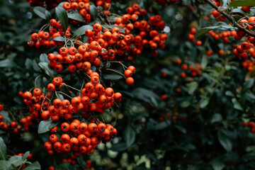 A rowan branch with corymb of many bright orange pomes. Orange fuits of mountain-ash with green...