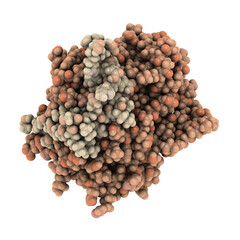 Thrombin blood-clotting enzyme: Human alpha-thrombin molecule is a key protein in the blood coagulation cascade. Converts soluble fibrinogen into insoluble fibrin.