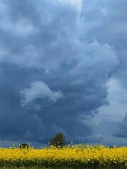 Field with yellow flowers of canola under a stormy sky in spring