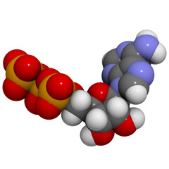 Adenosine triphosphate (ATP) energy transport molecule, chemical structure. ATP is the main energy transport molecule in most organisms.
