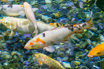 colorful koi carp in the water close-up in the blur