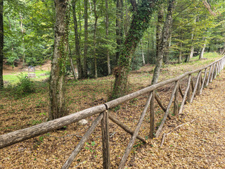 staccionata di legno in una foresta