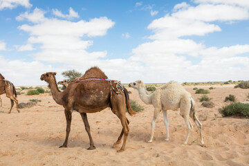 Herd of camels on moroccan sahara, Camels in the moroccan desert