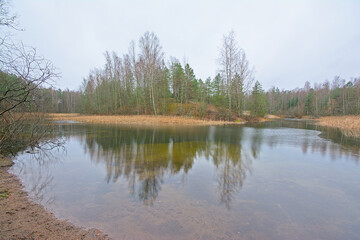 Bog with reed and trees reflecting in the water in Harku forest in Tallinn ,Estonia 