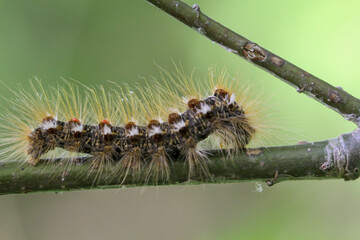 Die Raupe eines Goldafters, Schmetterlings auf einer Pflanze.