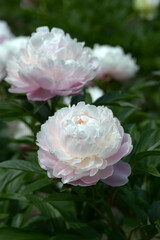 かげろう　 シャクヤクの花