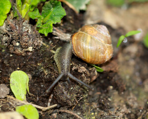 Eine Bänderschnecke griecht gemächlich über die feuchte Erde.
