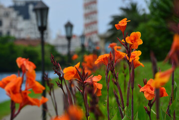 Blooming Canna flowers in the park (Canna lily)	