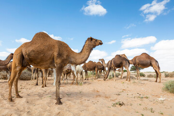 Herd of camels on moroccan sahara, Camels in the moroccan desert