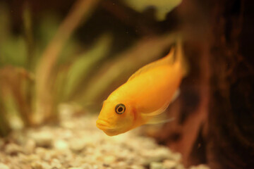 Nahaufnahme eines Fisches in einem Aquarium.
