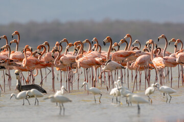 American flamingos - Phoenicopterus ruber - wading in water. Photo from Santuario de fauna y flora los flamencos in Colombia.