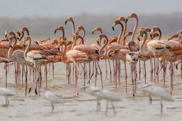 American flamingos - Phoenicopterus ruber - wading in water. Photo from Santuario de fauna y flora los flamencos in Colombia.	 - obrazy, fototapety, plakaty