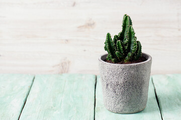 Beautiful cactus (Cereus peruvianus) in a pot on a grey cement background.