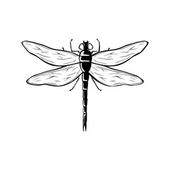 Black dragonfly. PNG illustration.