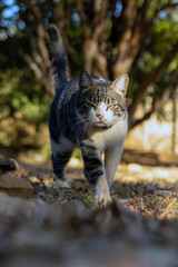 Obraz premium The male tabby cat angry walking on the grass in the house's garden. Sunbath. Animal world. pet lover. Cat lover. American Wirehair.