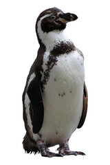 Humboldt penguin, Spheniscus humboldti, standing isolated on transparent background without shadow....