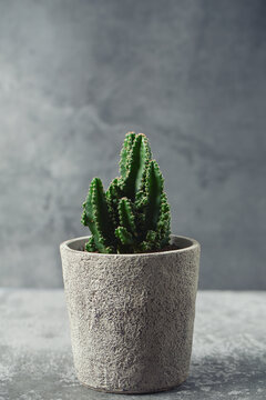 Beautiful cactus (Cereus peruvianus) in a pot on a grey cement background.