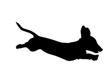 Silhouette of the body of a dachshund sitting on the side - 534061265