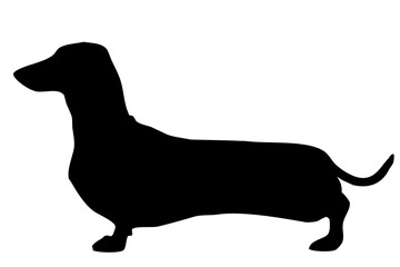 Silhouette of the body of a dachshund sitting on the side