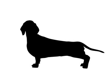 Silhouette of the body of a dachshund sitting on the side