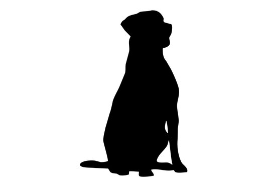 Silhouette of the body of a Labrador sitting on the side